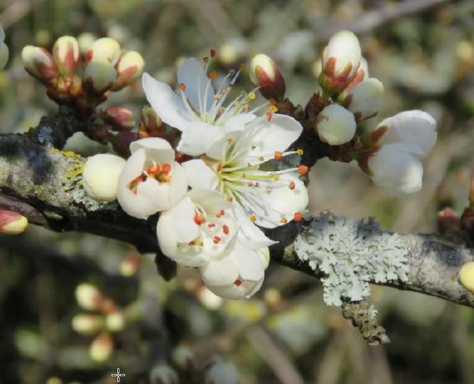 Naturoplevelser i april